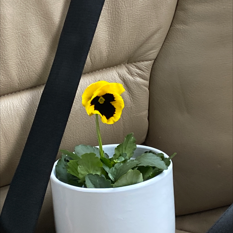 Photo of the plant species California Golden Violet by Phoebe named Yvon on Greg, the plant care app