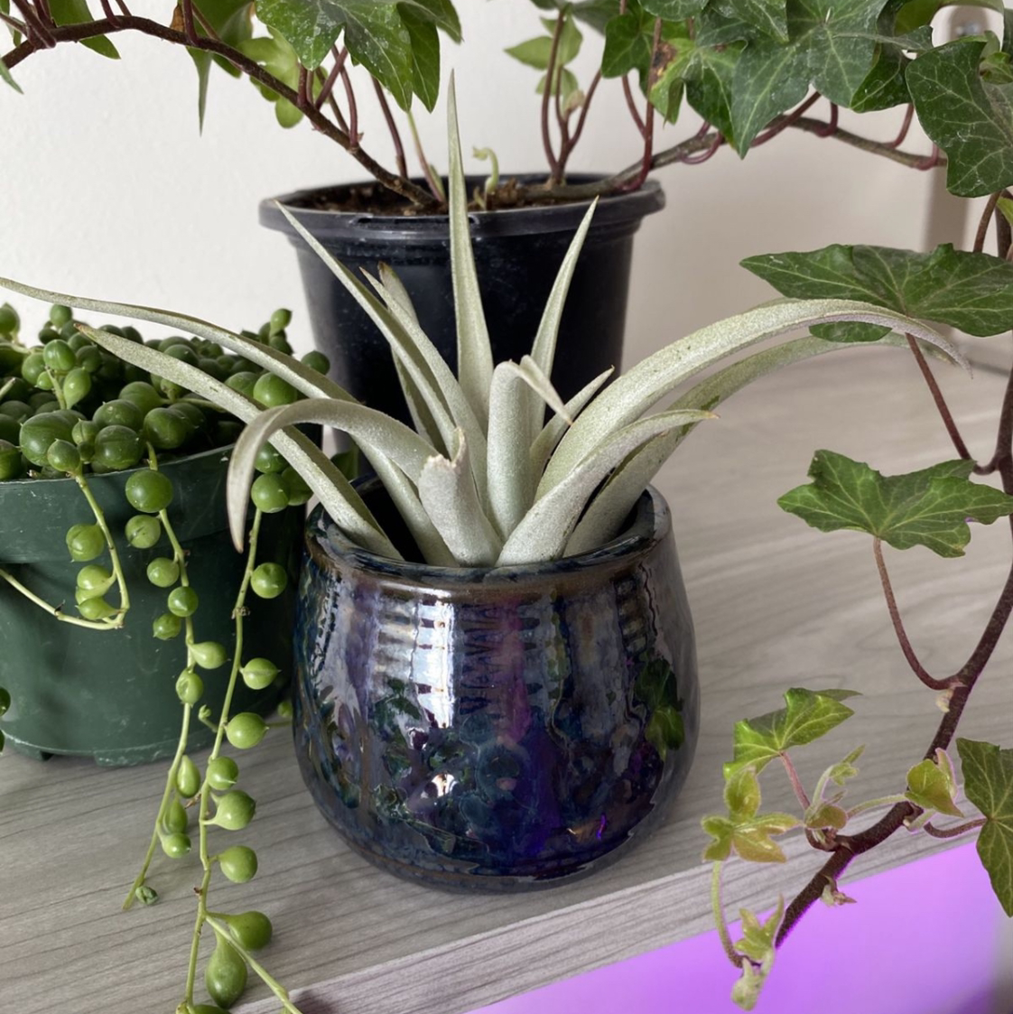 Spreading Airplant in a pot, surrounded by other plants, appears healthy.
