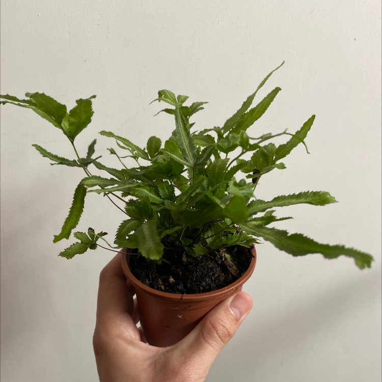 A healthy Brake Fern plant in a small pot, held by a hand.