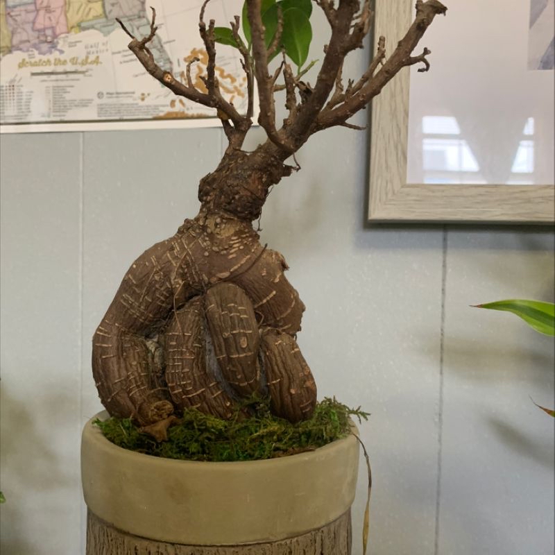 Close-up of a healthy Ficus Ginseng bonsai tree with a thick, twisted trunk and vibrant green foliage in a ceramic pot.