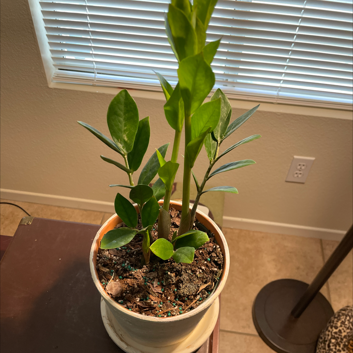 Zamioculcas Zamiifolia plant photo by Ric named Anastasia on Greg, the plant care app.