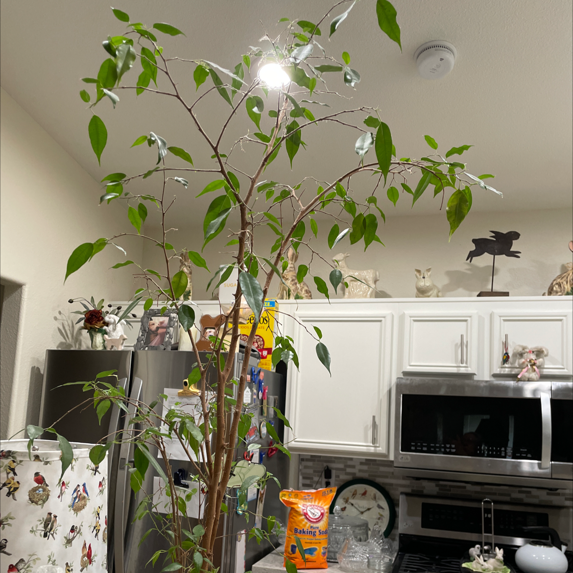 Weeping Fig plant photo by Ric named Miss Ficus on Greg, the plant care app.