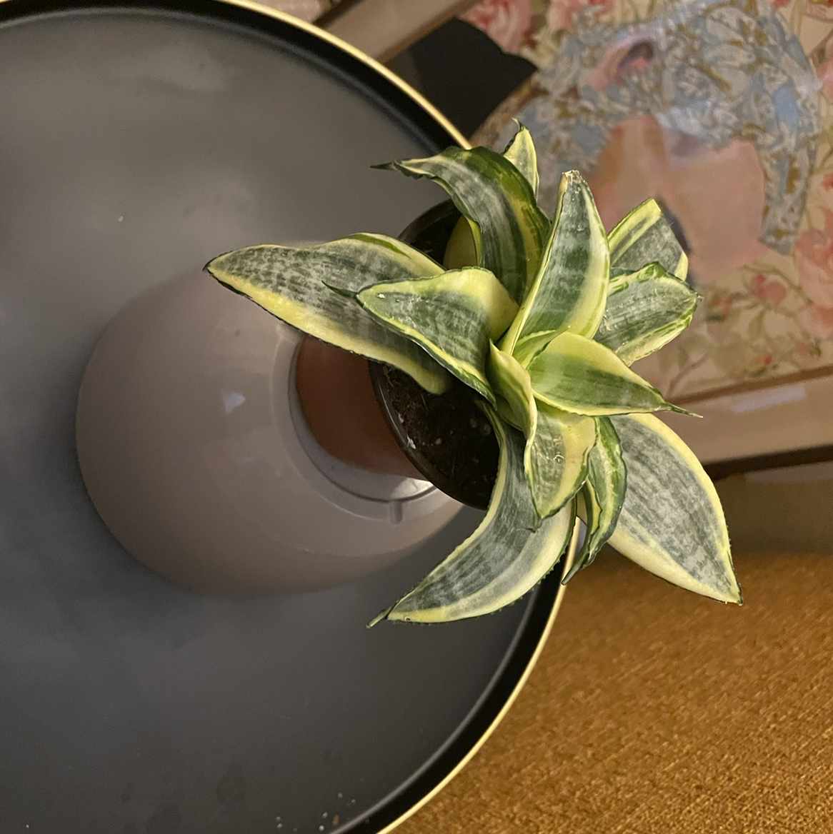 Snake Plant plant photo by Ric named Martin on Greg, the plant care app.