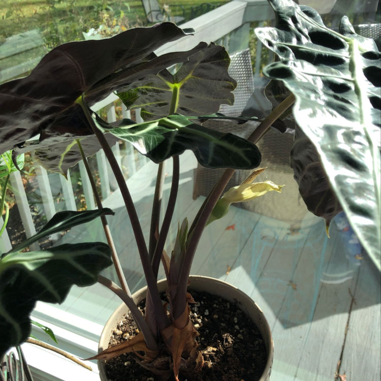 Overhead view of a healthy blushing philodendron plant with glossy green and red leaves, slight yellowing on some older foliage.