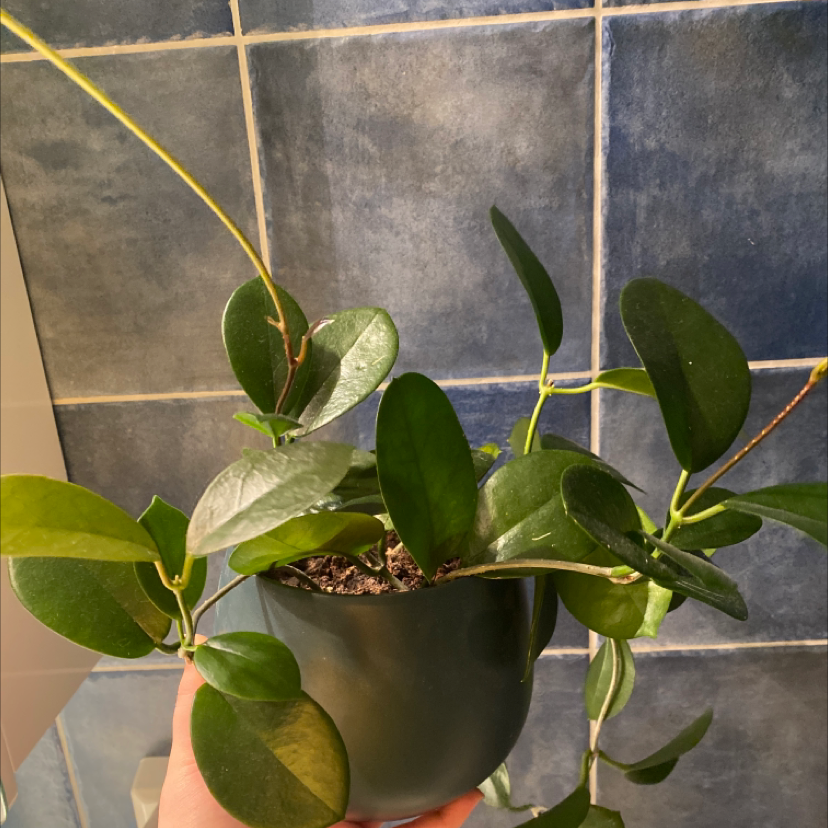 Waxvine plant in a pot held by a hand, with dark green leaves and a tiled background.