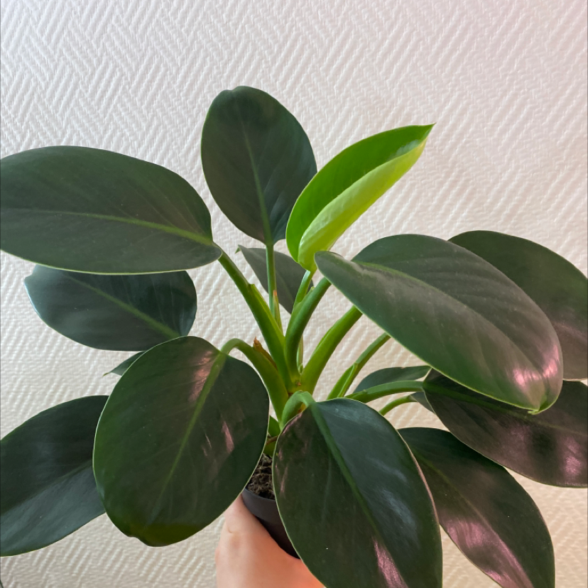 Photo of the plant species Philodendron 'Congo' by @MalinSdSf named Philodendron Congo on Greg, the plant care app