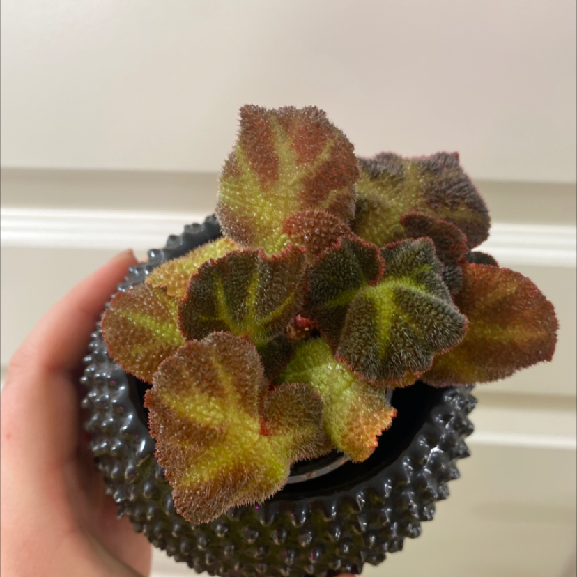 Photo of the plant species Sun-Changing Begonia by @MalinSdSf named Begonia soli mutata on Greg, the plant care app