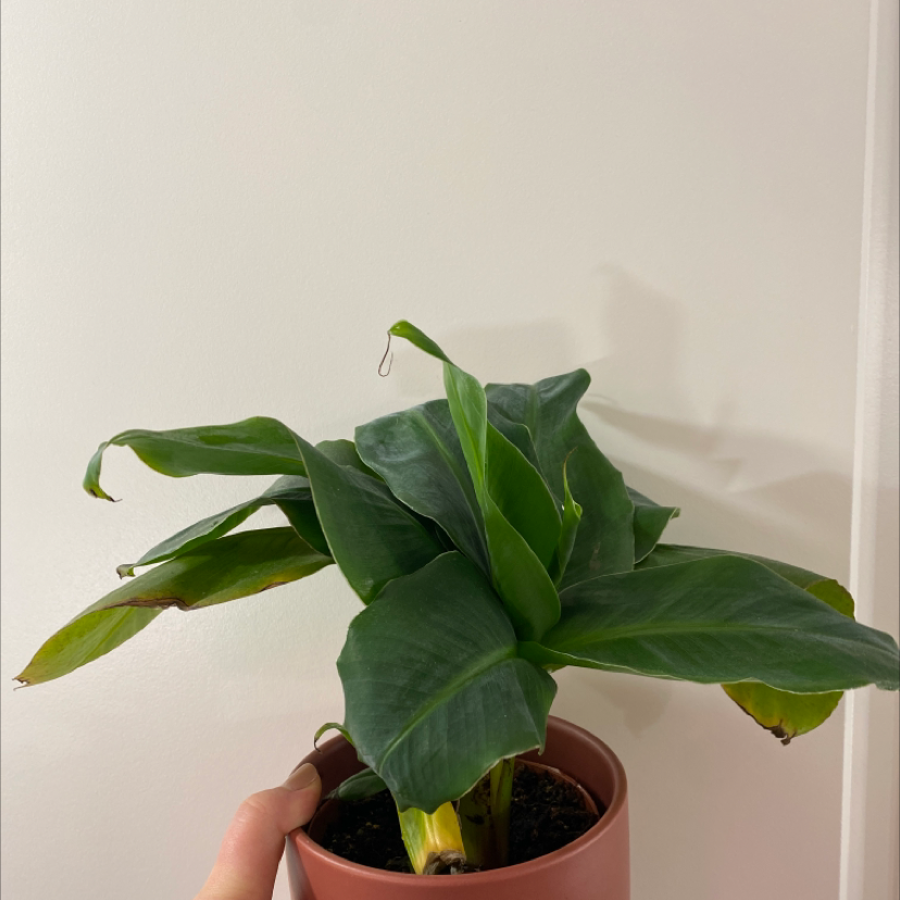 Dwarf Banana plant in a pot with some leaf browning at the edges.