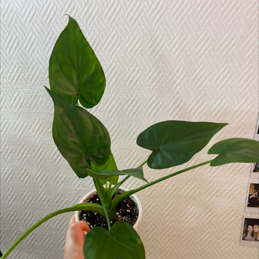 Healthy Chinese Taro plant with large green arrow-shaped leaves held up by a hand against a neutral background.