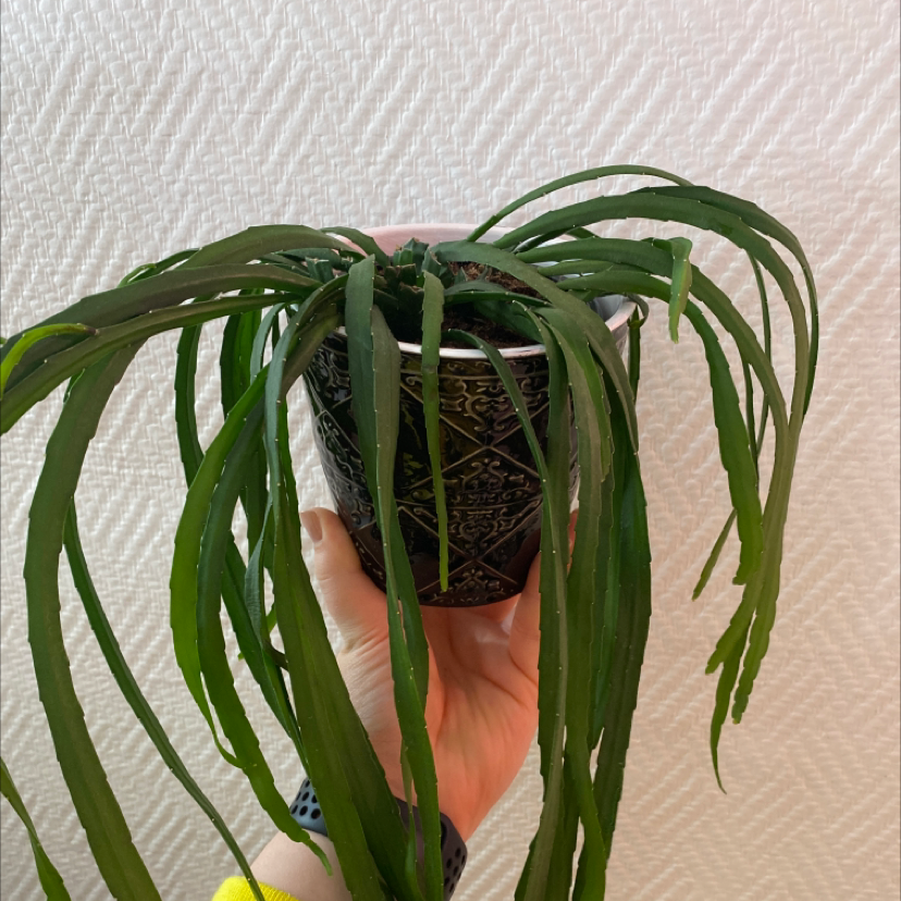 Photo of the plant species Pfeiffera boliviana by @MalinSdSf named Lepisimium Bolivianum on Greg, the plant care app