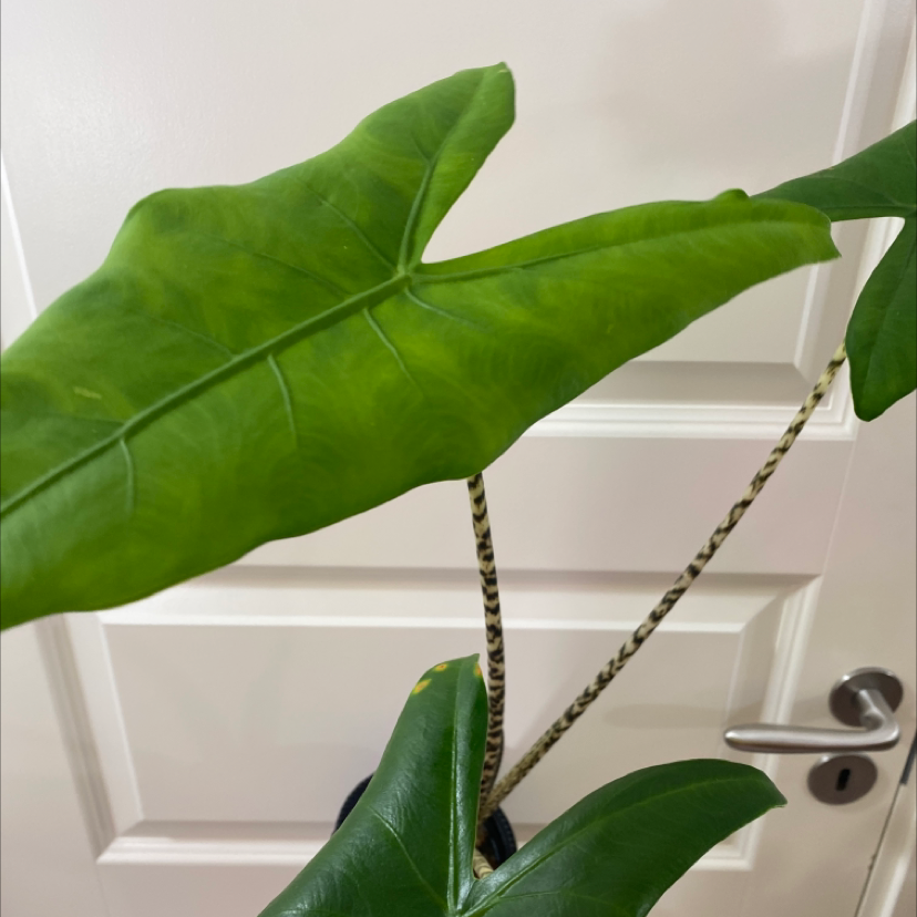 Zebra Elephant Ear plant with large green leaves and striped stems against a white door.