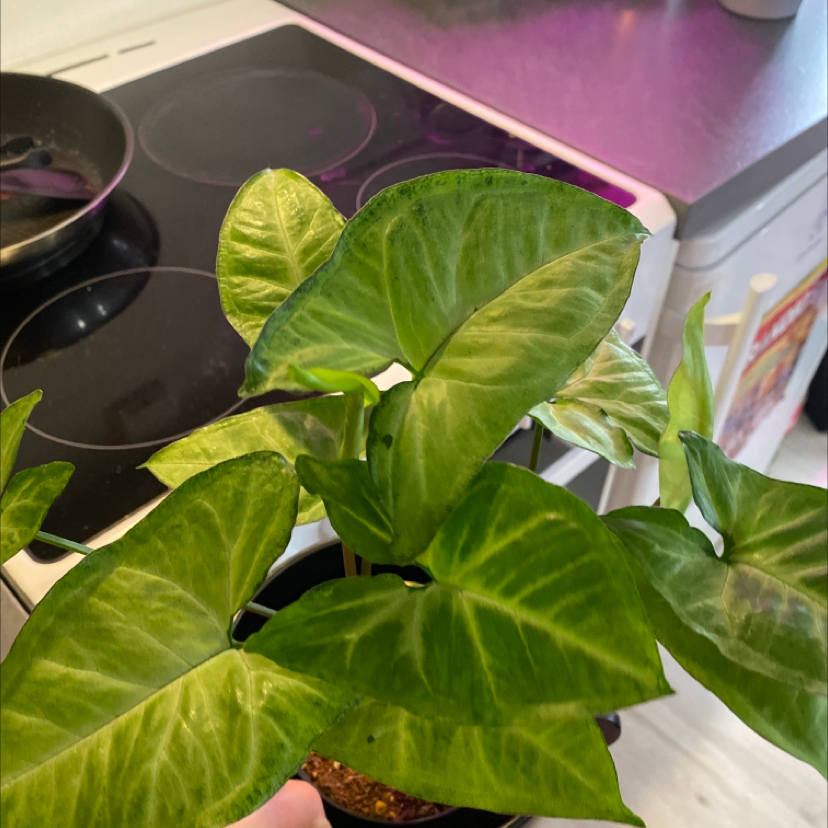 Syngonium 'White Butterfly' plant with vibrant green leaves and white variegation.