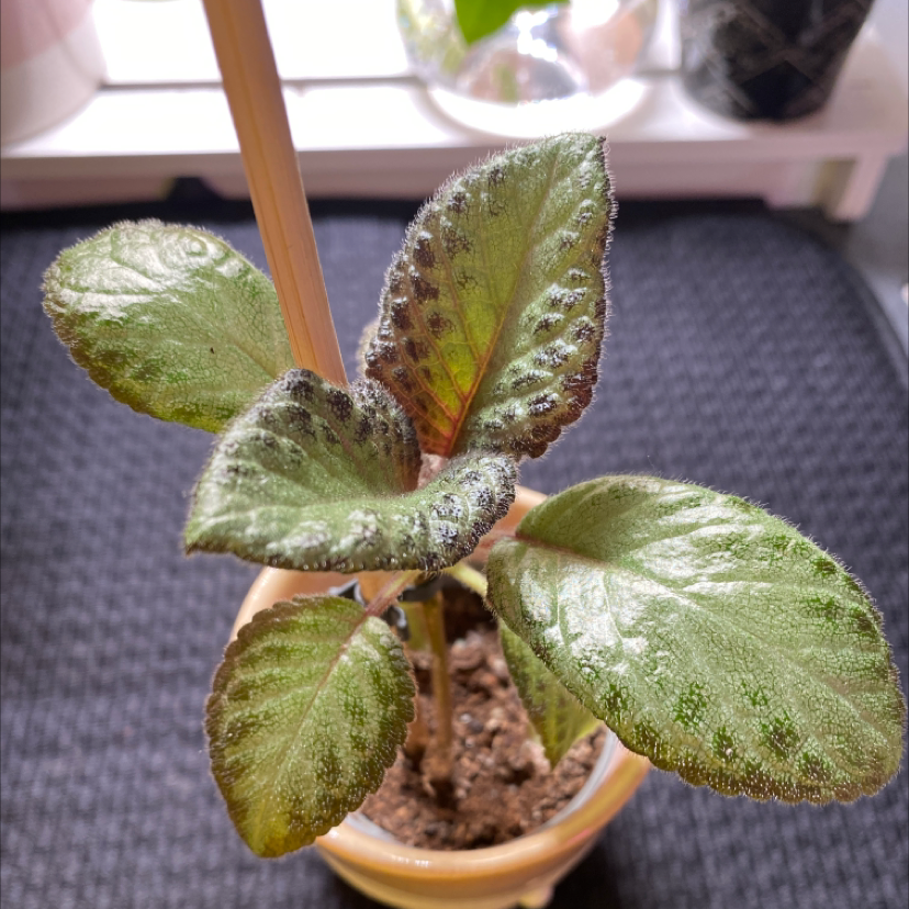Plant care for African Violet 'Maxi Rana' on Greg, the plant care app