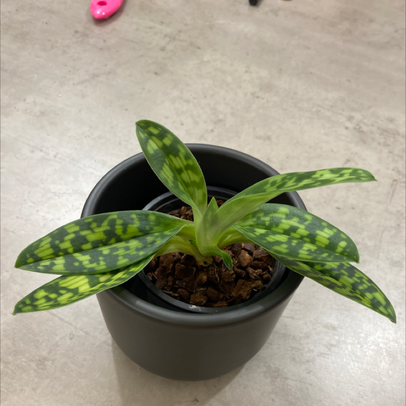 Photo of the plant species Paphiopedilum 'Maudiae Femma' by @MalinSdSf named Paphiopedilium on Greg, the plant care app