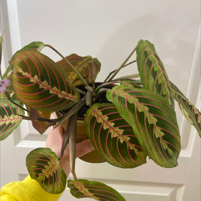Prayer Plant with green leaves and red veins, held by a hand in a pot.