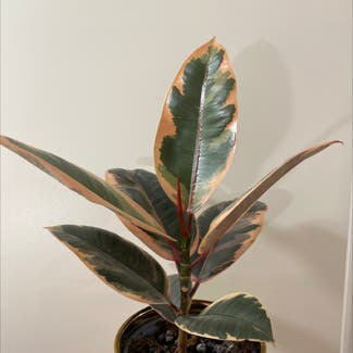 Ficus 'Ruby' plant in Bodø, Nordland
