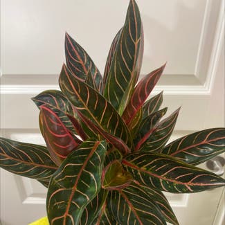 Chinese Evergreen plant in Bodø, Nordland