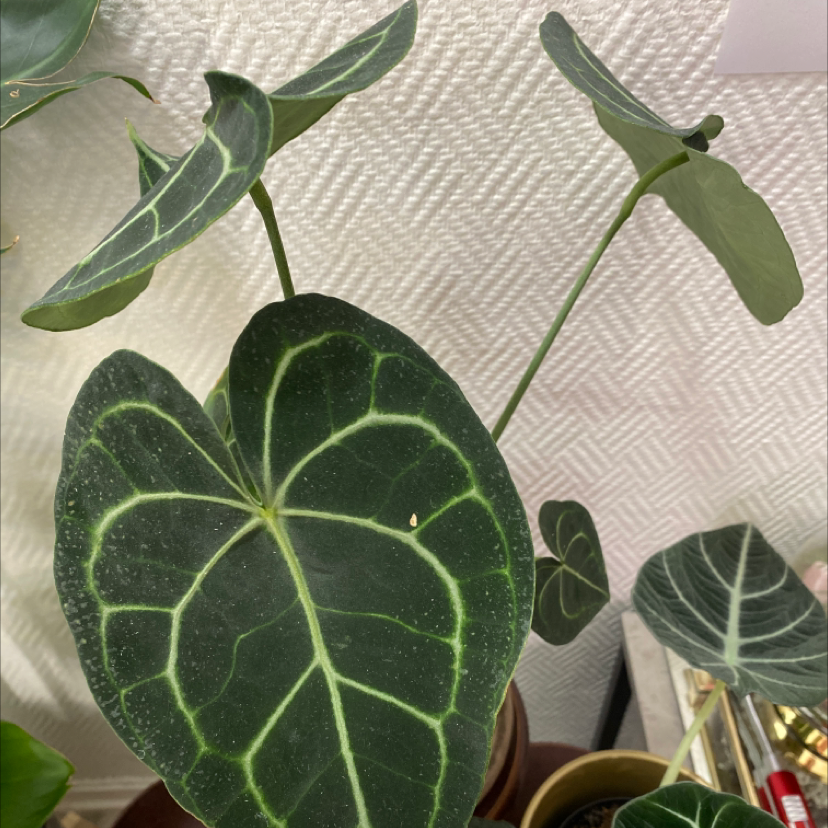 Velvet Cardboard Anthurium with dark green leaves and white veins, partially visible soil.