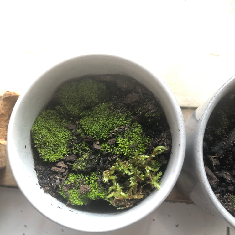 Potted Silvergreen Bryum Moss with healthy green growth on soil surface.