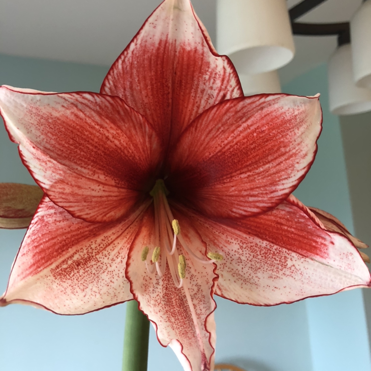 Close-up of a healthy Striped-Tubed Amaryllis flower with vibrant red and white petals.