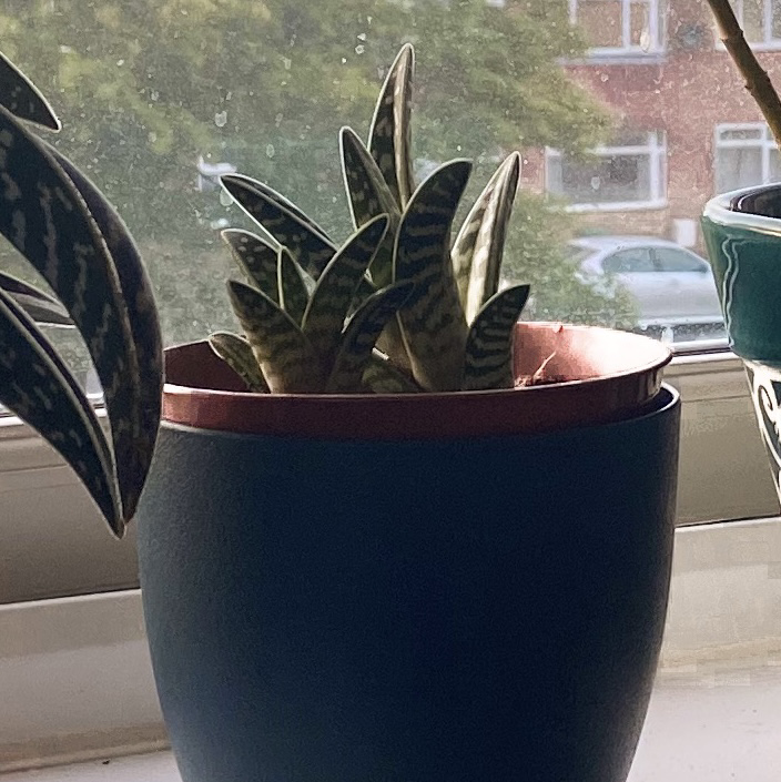 Tiger Aloe plant in a pot on a windowsill with a view of buildings and trees.