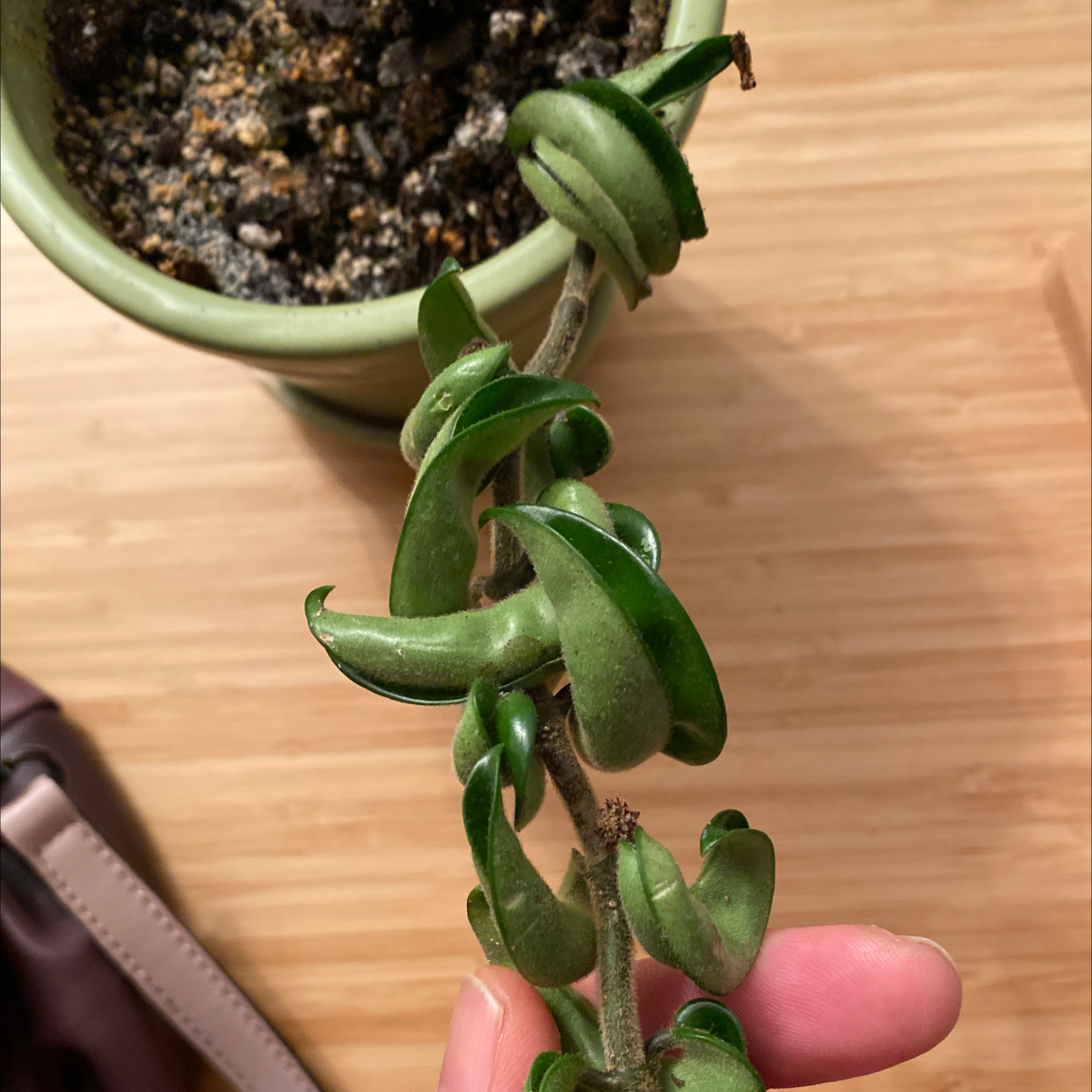 Hoya carnosa 'Compacta' plant with curled leaves and visible soil.
