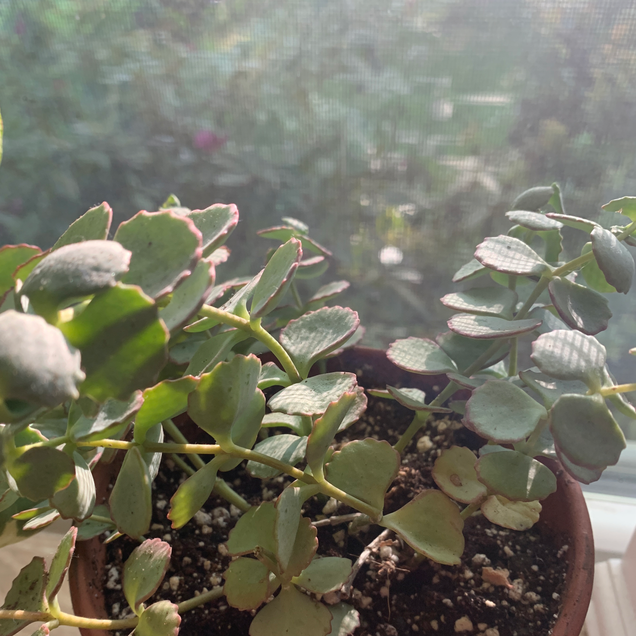 Potted October Daphne plant with thick, fleshy leaves near a window.