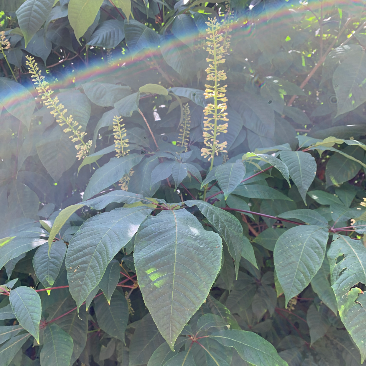Photo of the plant species Bottlebrush Buckeye by Lasse named Your plant on Greg, the plant care app