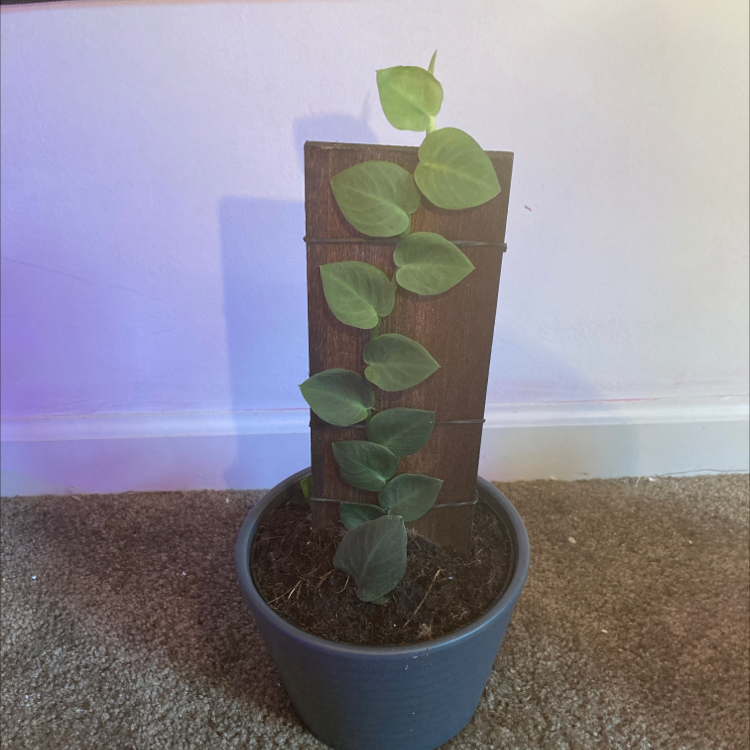 Photo of the plant species Rhaphidophora hayi by @sarahlovesplants named Lola on Greg, the plant care app