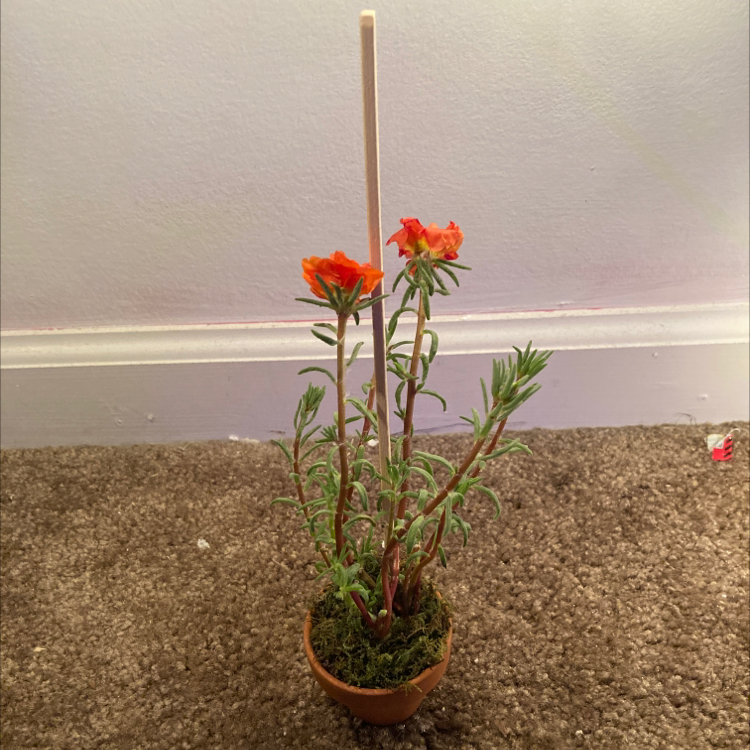 Photo of the plant species Moss Rose Purselane by @sarahlovesplants named Zoomie on Greg, the plant care app