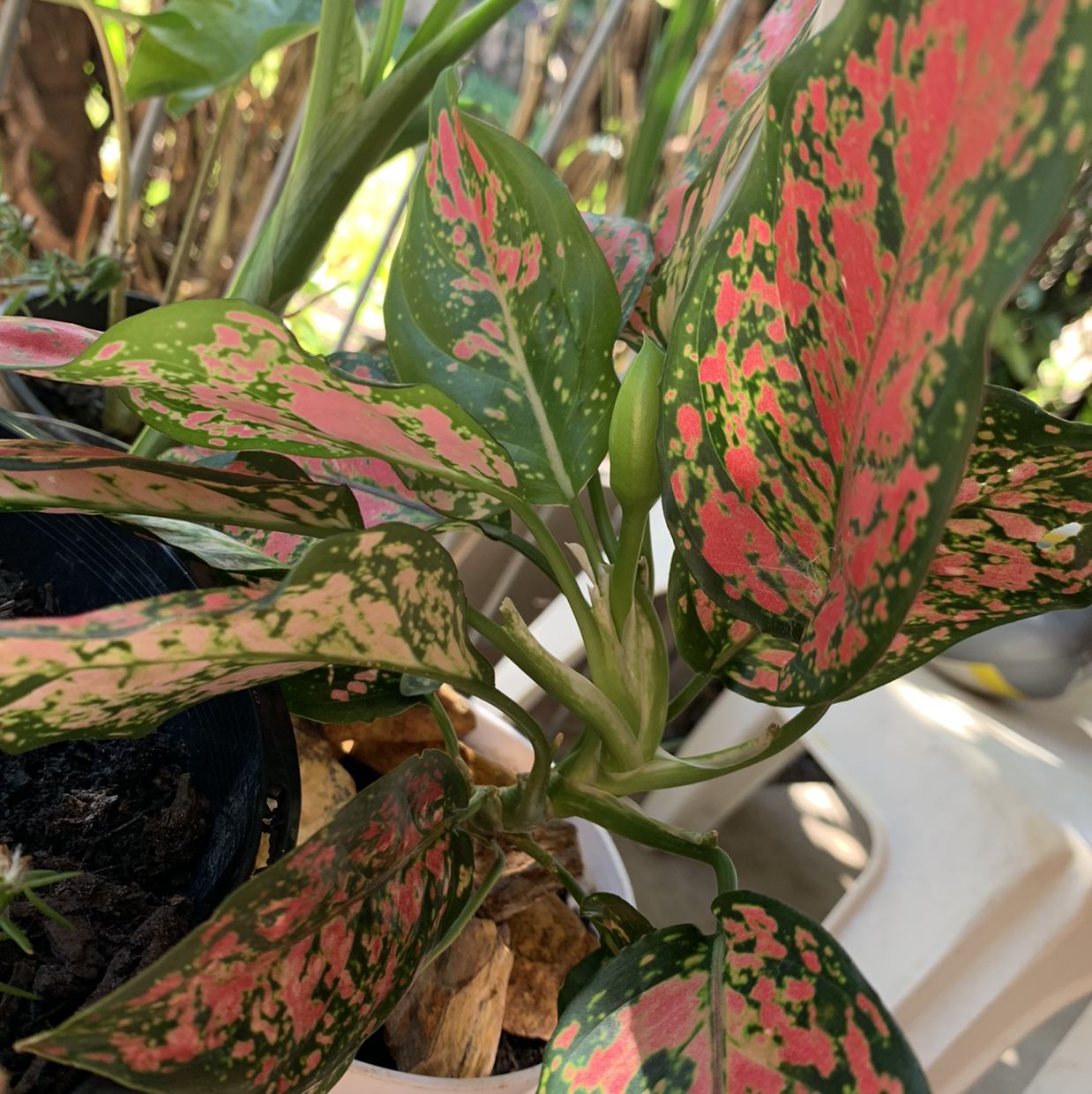 Pink Dalmatian Aglaonema with vibrant pink and green leaves, partially visible soil.