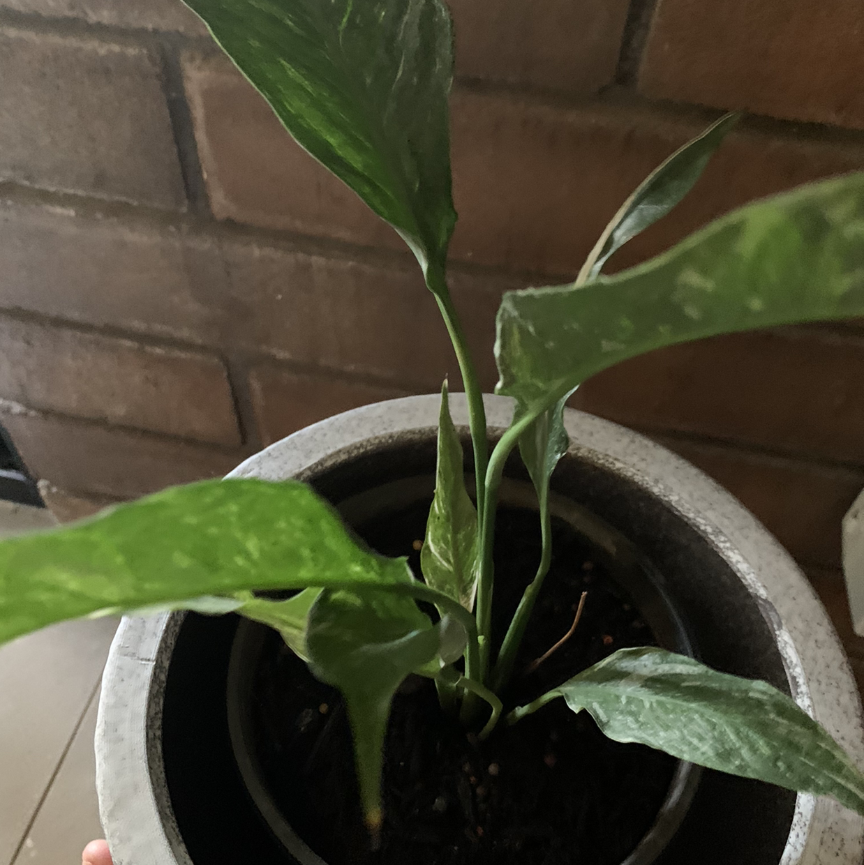 Domino Peace Lily plant in a pot with visible soil and green leaves.