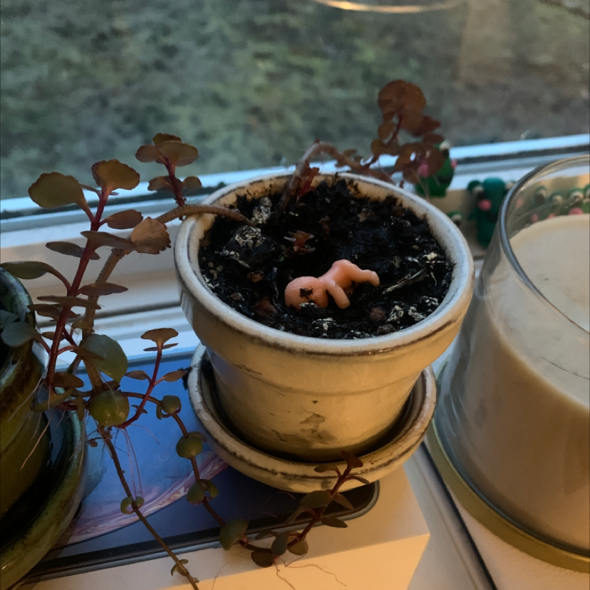 Potted Two-Row Stonecrop plant with visible soil, healthy leaves, and no flowers.