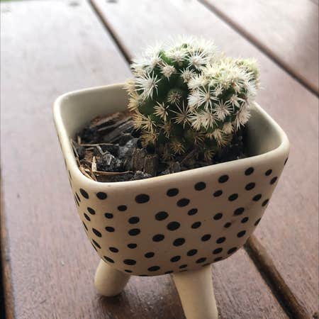 Photo of the plant species Thimble Cactus by @jess.dally named margret on Greg, the plant care app