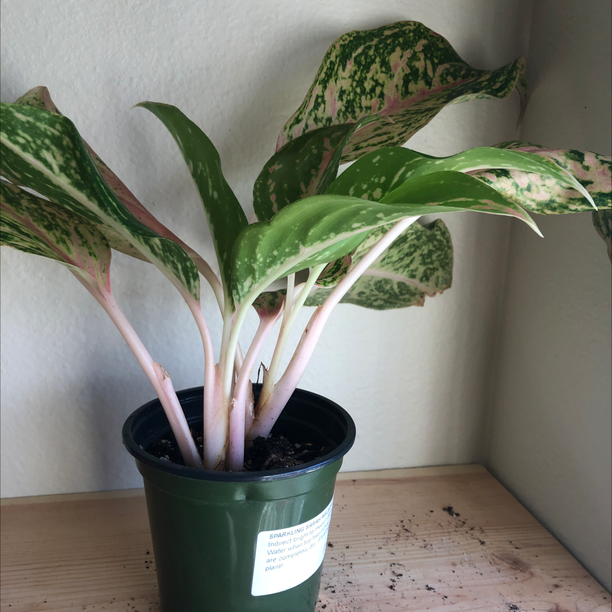 Photo of the plant species Aglaonema 'Sparkling Sarah' by @Ewwitswilonda named Daphne on Greg, the plant care app