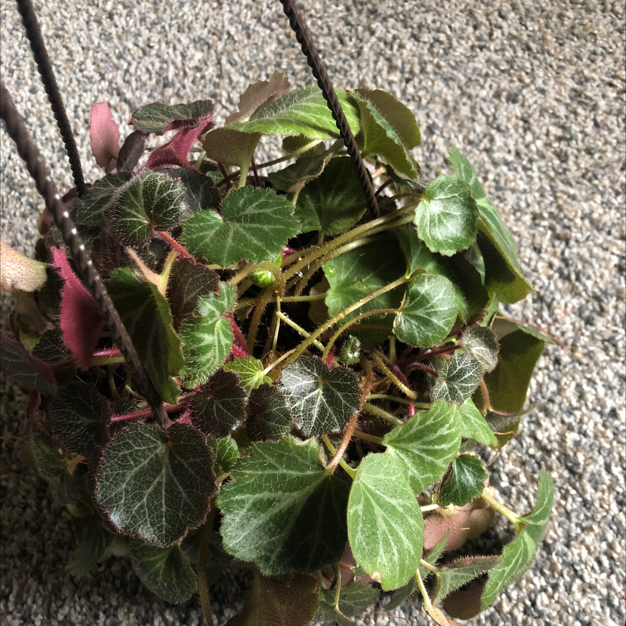 Photo of the plant species Strawberry Begonia by @Ewwitswilonda named Berry on Greg, the plant care app