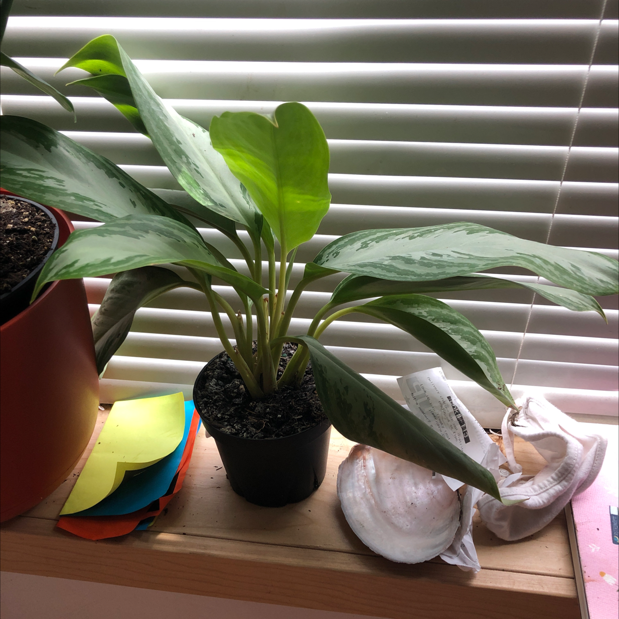 Photo of the plant species Chinese Evergreen by @Ewwitswilonda named Planty on Greg, the plant care app