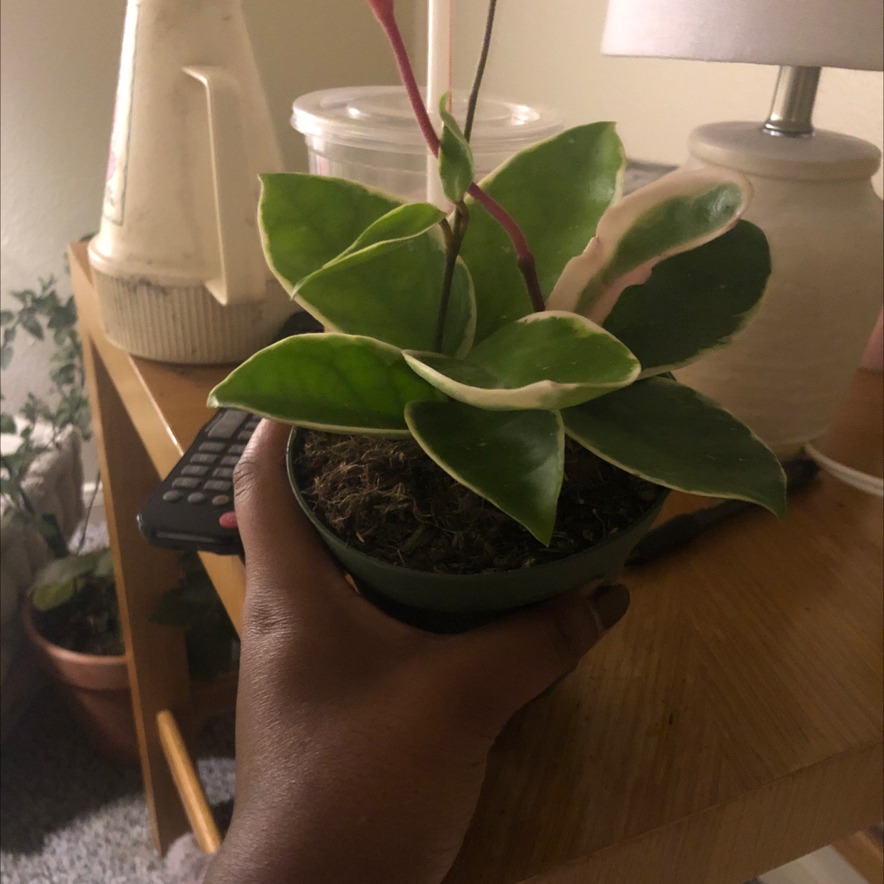 Hoya Carnosa Tricolor plant being held by a hand, with visible soil and healthy variegated leaves.