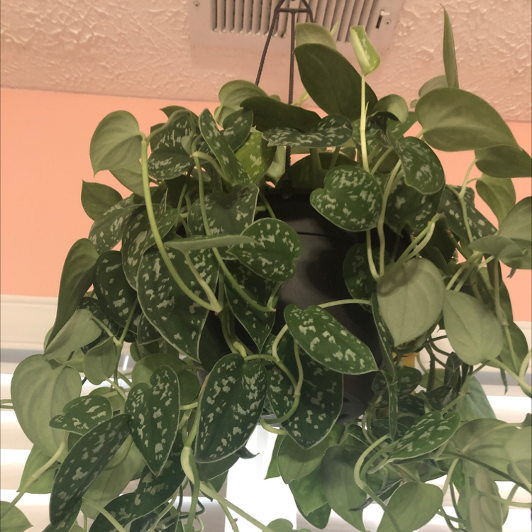 Satin Pothos plant photo by @whosjuliet named Silvia on Greg, the plant care app.