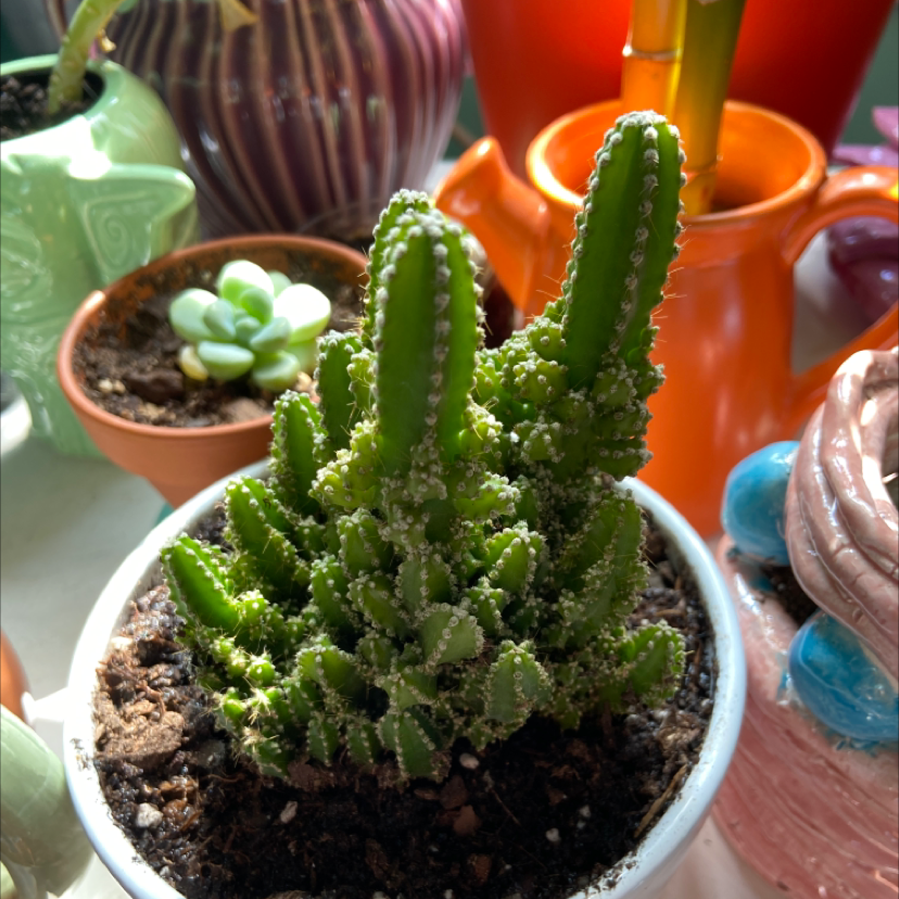 Night-Blooming Cereus plant in a white pot with visible soil, surrounded by other potted plants.