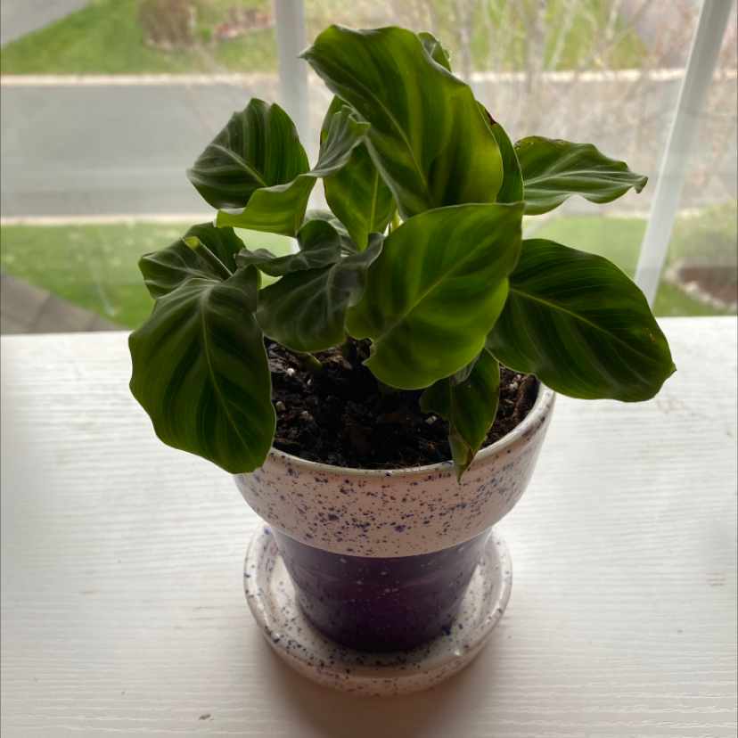 Potted Zebra Calathea plant on a windowsill with vibrant green leaves.
