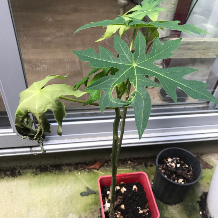 Papaya plant with healthy and wilting leaves in pots near a window.