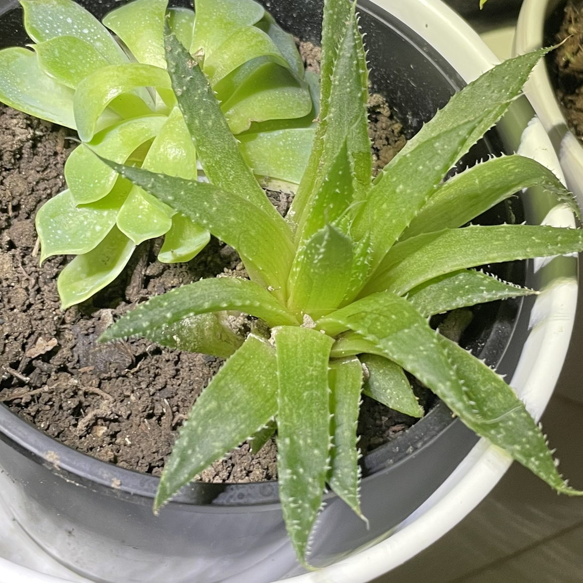 Aloe vera plant photo by @Jessieclare named Osmo on Greg, the plant care app.