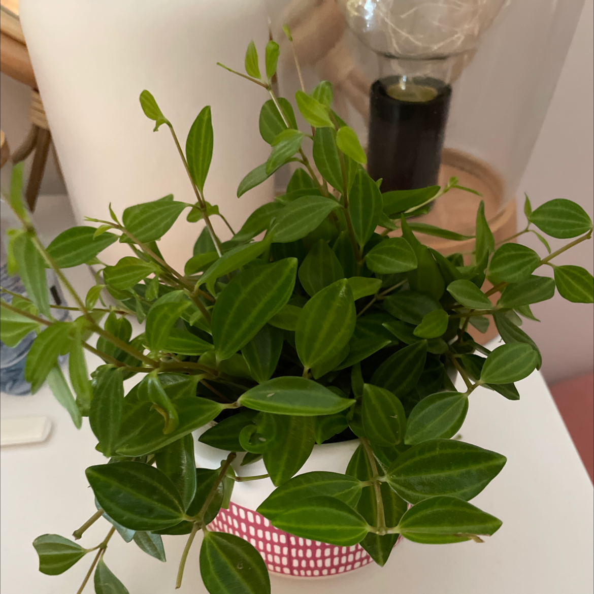 Healthy Radiator Plant with vibrant green leaves in a decorative pot.