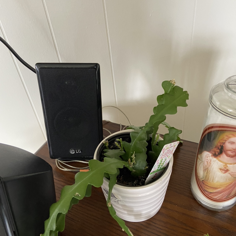 Photo of the plant species Dutchman's Pipe Cactus by Beverly named Your plant on Greg, the plant care app