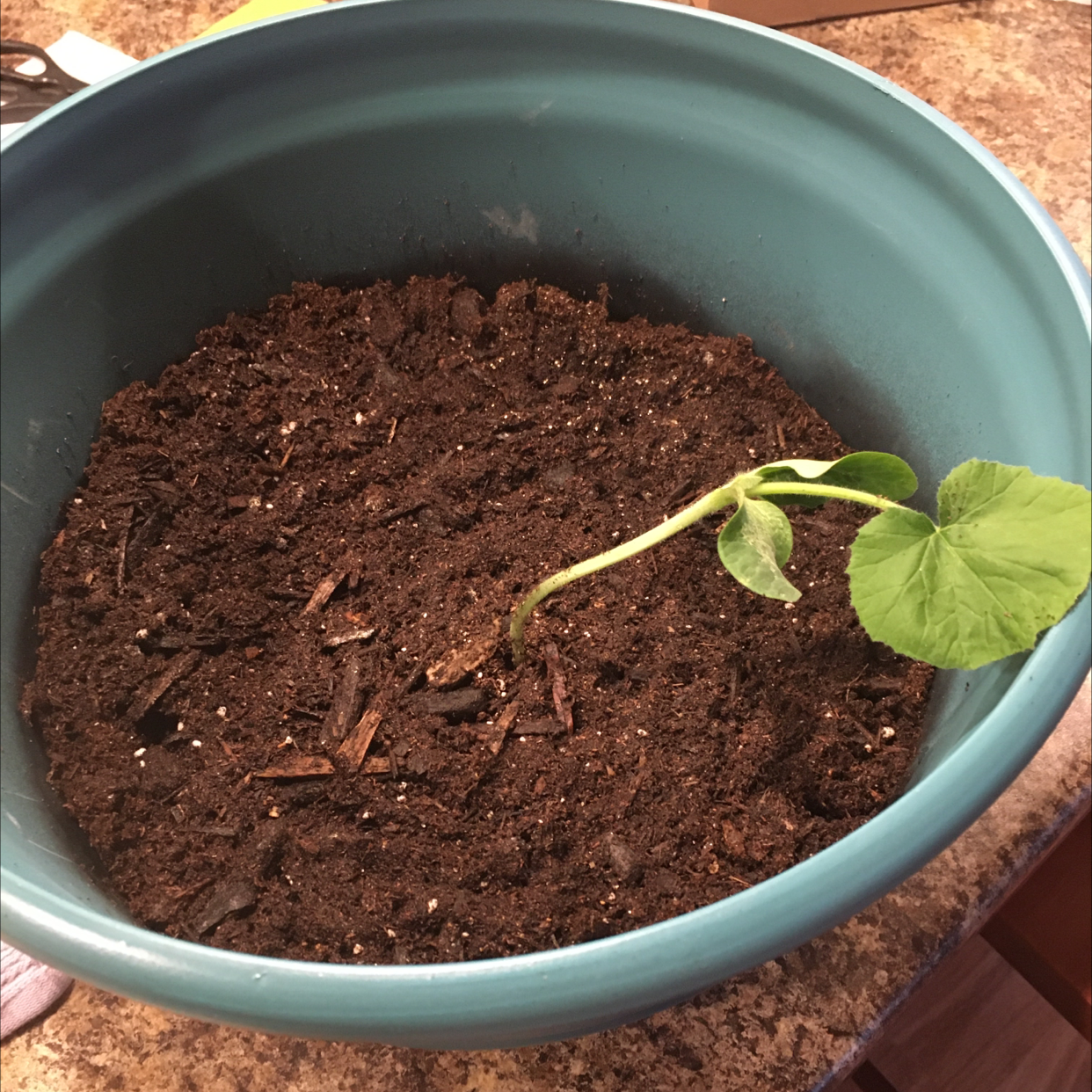 Photo of the plant species Pumpkin Rougue Vif D'Etampes by Brittney named Punkin on Greg, the plant care app