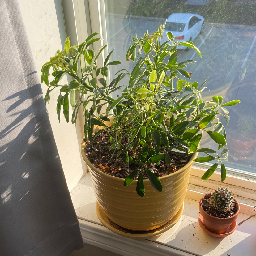 Dwarf Umbrella Tree plant photo by @MaddyHayes named Green on Greg, the plant care app.