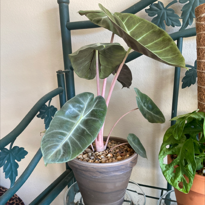 Potted Alocasia Pink Dragon plant with large, dark green leaves and pink stems.