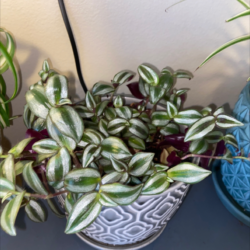 Spiderwort plant photo by @MaddyHayes named Jew boy on Greg, the plant care app.