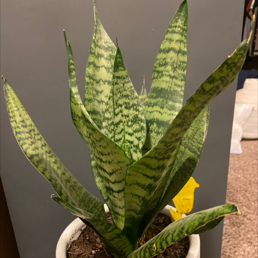 Snake Plant plant photo by @MaddyHayes named Momma on Greg, the plant care app.